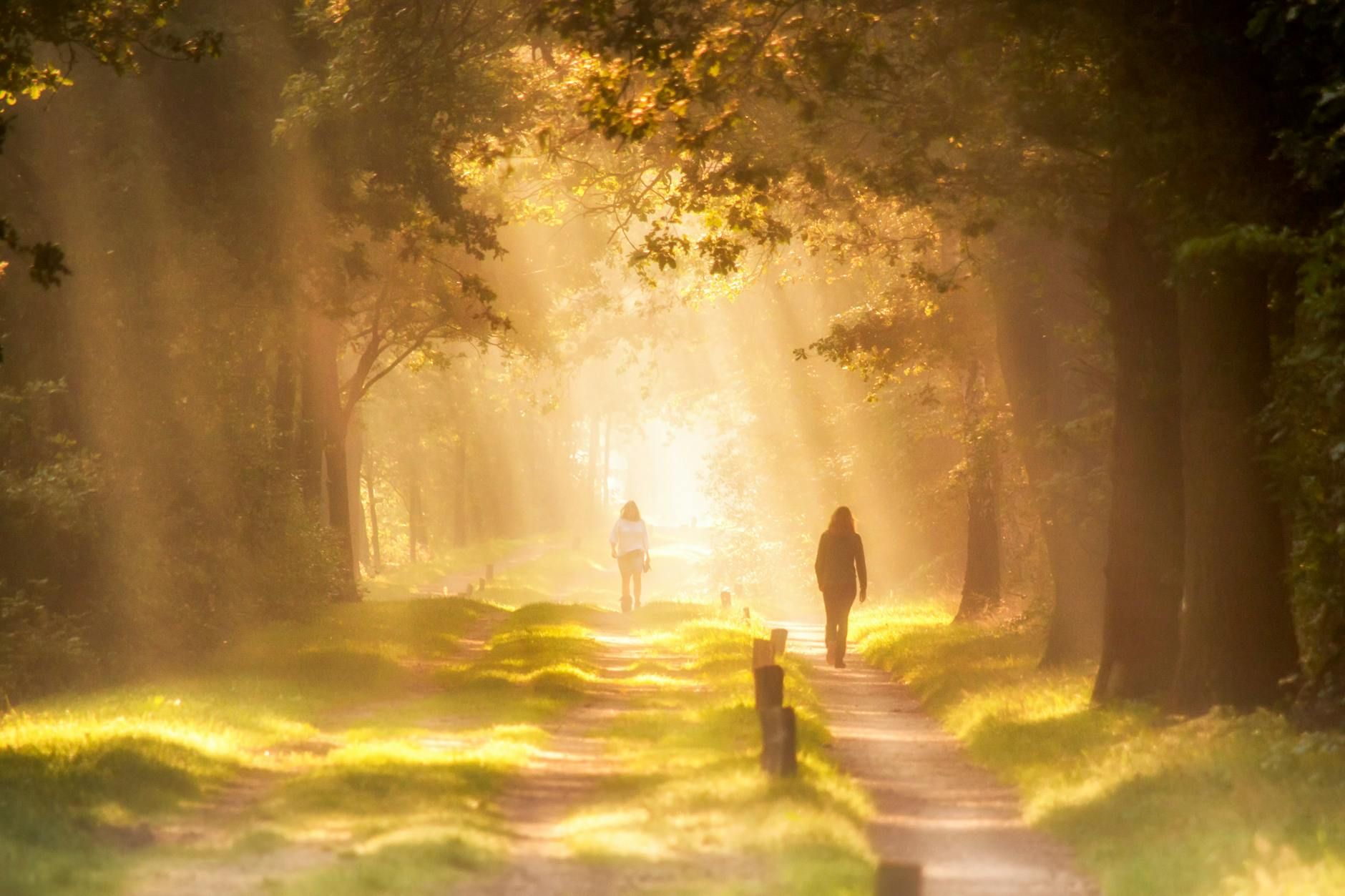 Two people walking together on a sunlit forest path