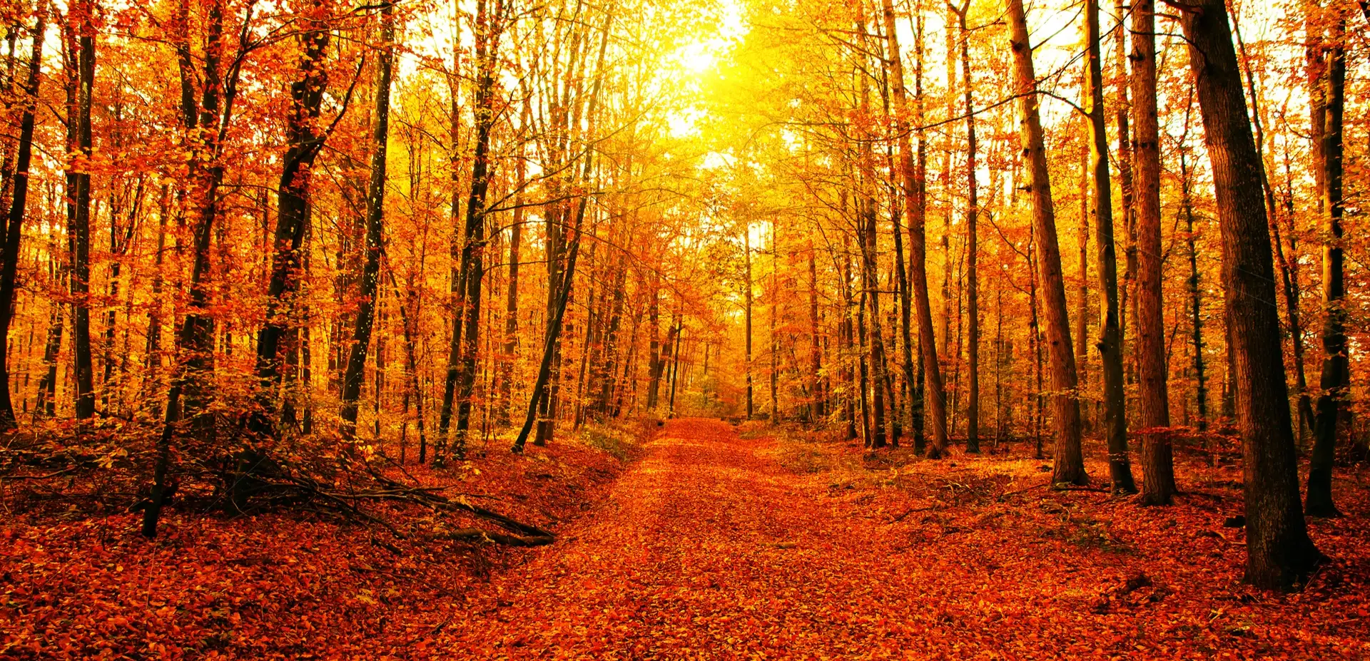 A sunlit path through an autumn forest.