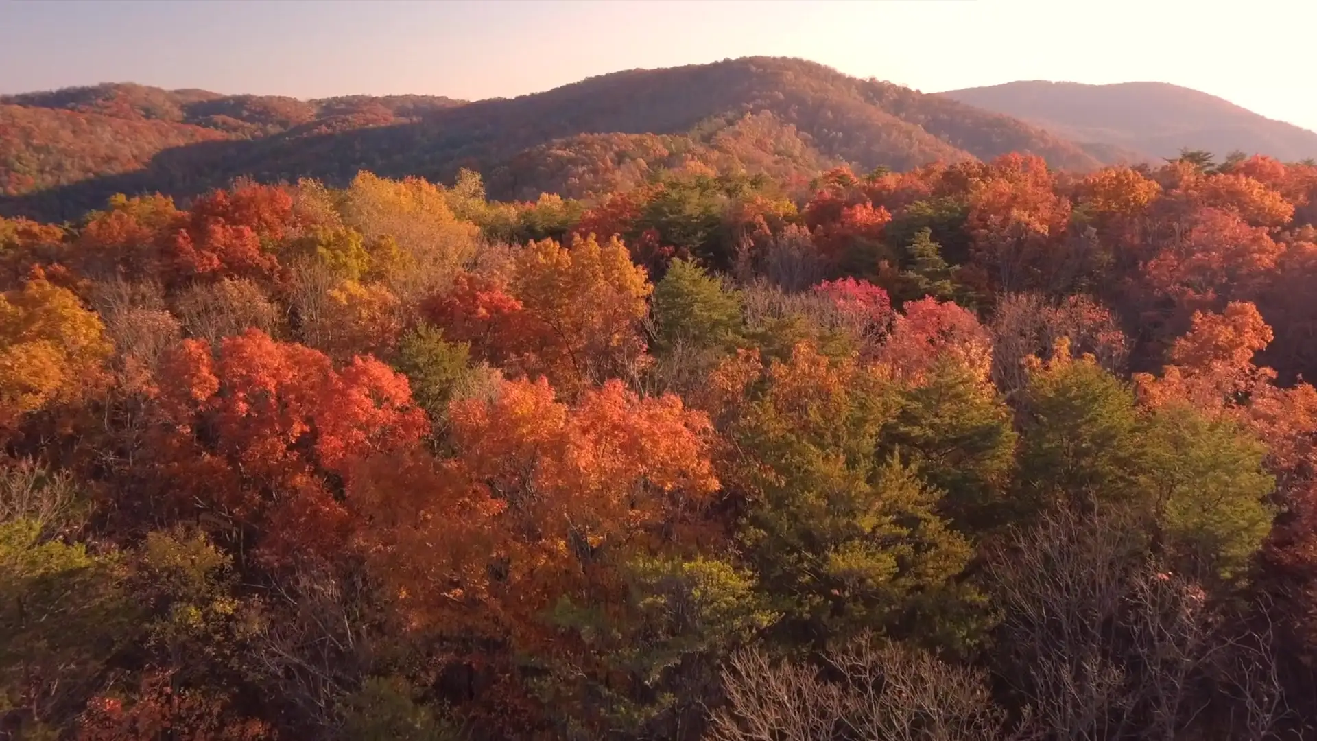 Aerial view of an autumn forest in the Arkansas River Valley.