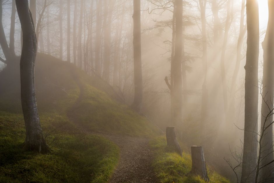 A serene forest path enveloped in morning mist with sunlight streaming through tall trees.