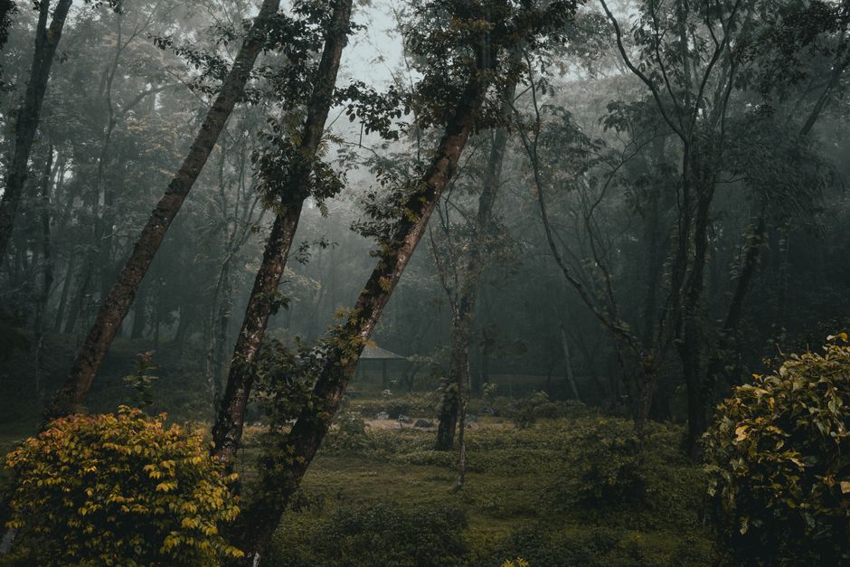 A serene misty forest scene at dawn, showcasing tall trees and lush greenery.