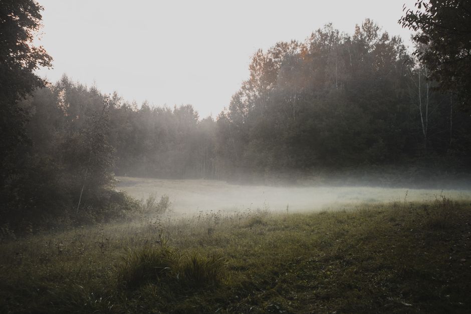 A tranquil forest clearing enveloped in mist, highlighting nature's calm beauty.