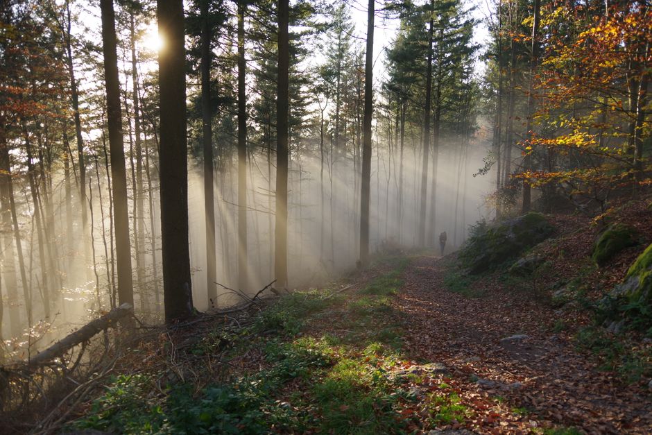 A serene forest scene with sunbeams filtering through misty trees along a quiet trail.