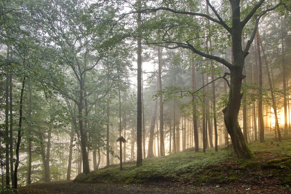 Serene misty forest path illuminated by sunrise light filtering through trees.