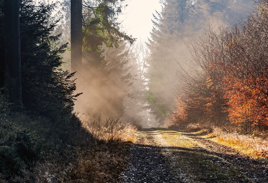 A tranquil dirt road meandering through a misty forest at dawn, highlighting nature's serene beauty.