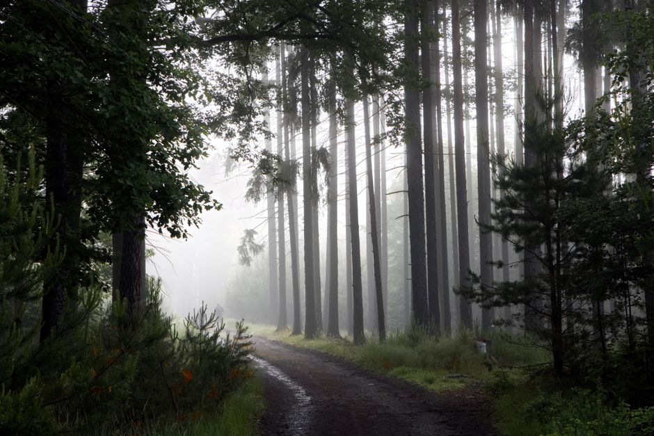 A serene forest path enveloped in fog and sunlight, creating a tranquil natural landscape.