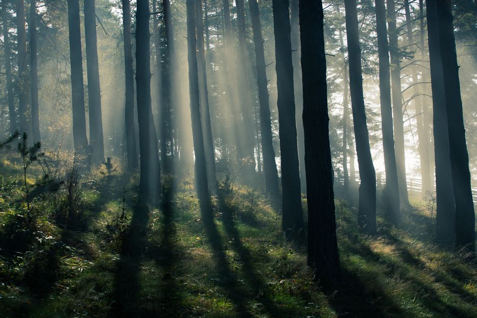 Sunlight streams through tall pine trees, casting dramatic shadows on the forest floor.