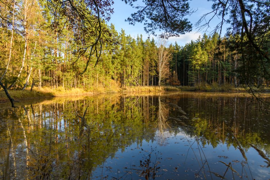Serene forest lake reflecting lush trees, capturing the essence of summer tranquility.