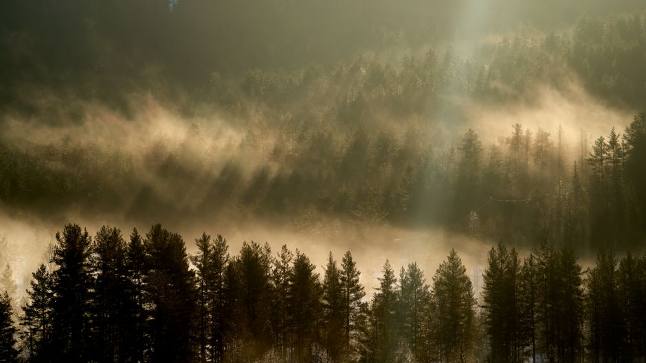 Sunlight pierces the mist in a tranquil Norwegian pine forest at dawn.