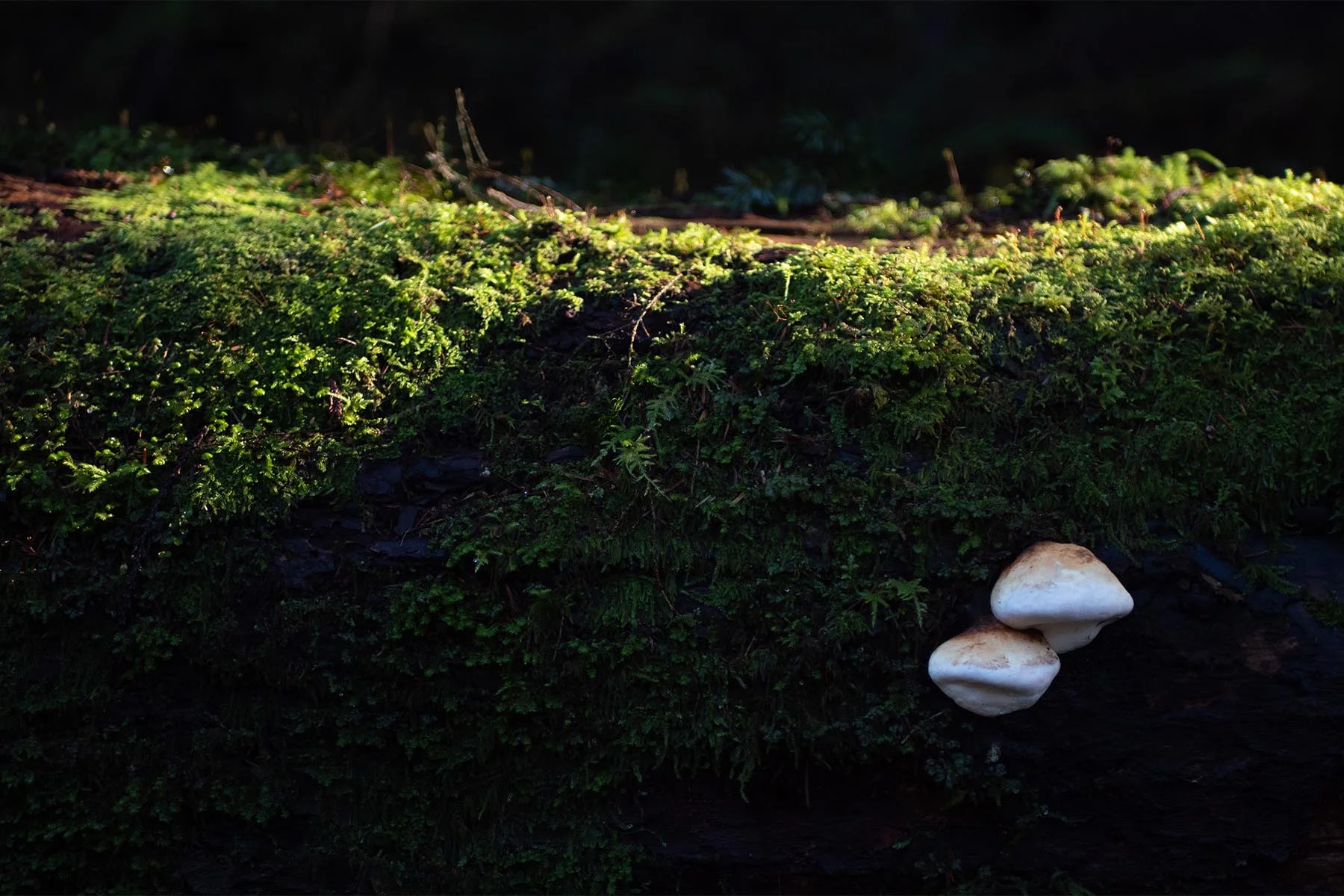 Mossy log with mushrooms growing